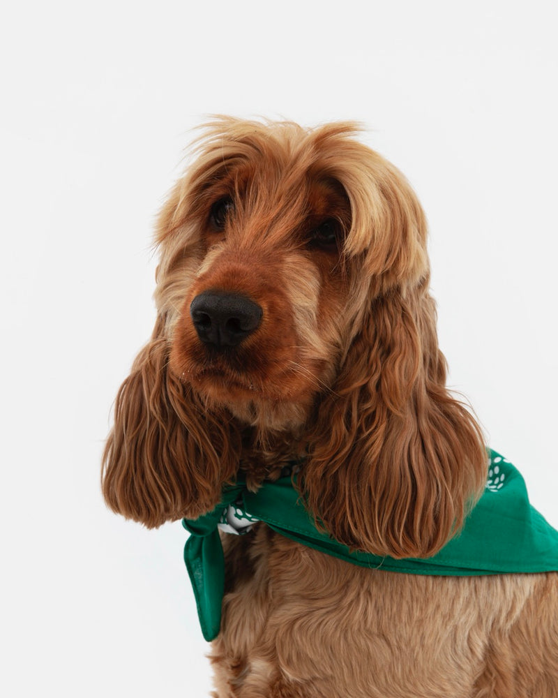 Perrotin Dog Bandana
