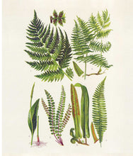 Load image into Gallery viewer, Instant Wall Art: Beautiful Botanical Prints