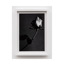 Load image into Gallery viewer, Pamela Berkovic - Untitled (Flower I) 2023