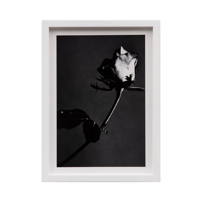 Pamela Berkovic - Untitled (Flower I) 2023