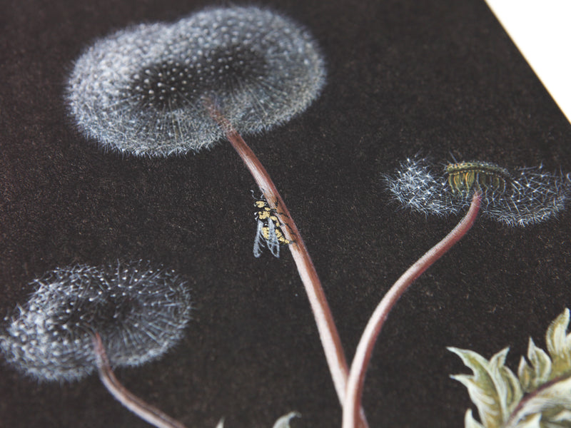 Laurent Grasso - Dandelion
