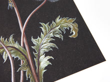 Load image into Gallery viewer, Laurent Grasso - Dandelion