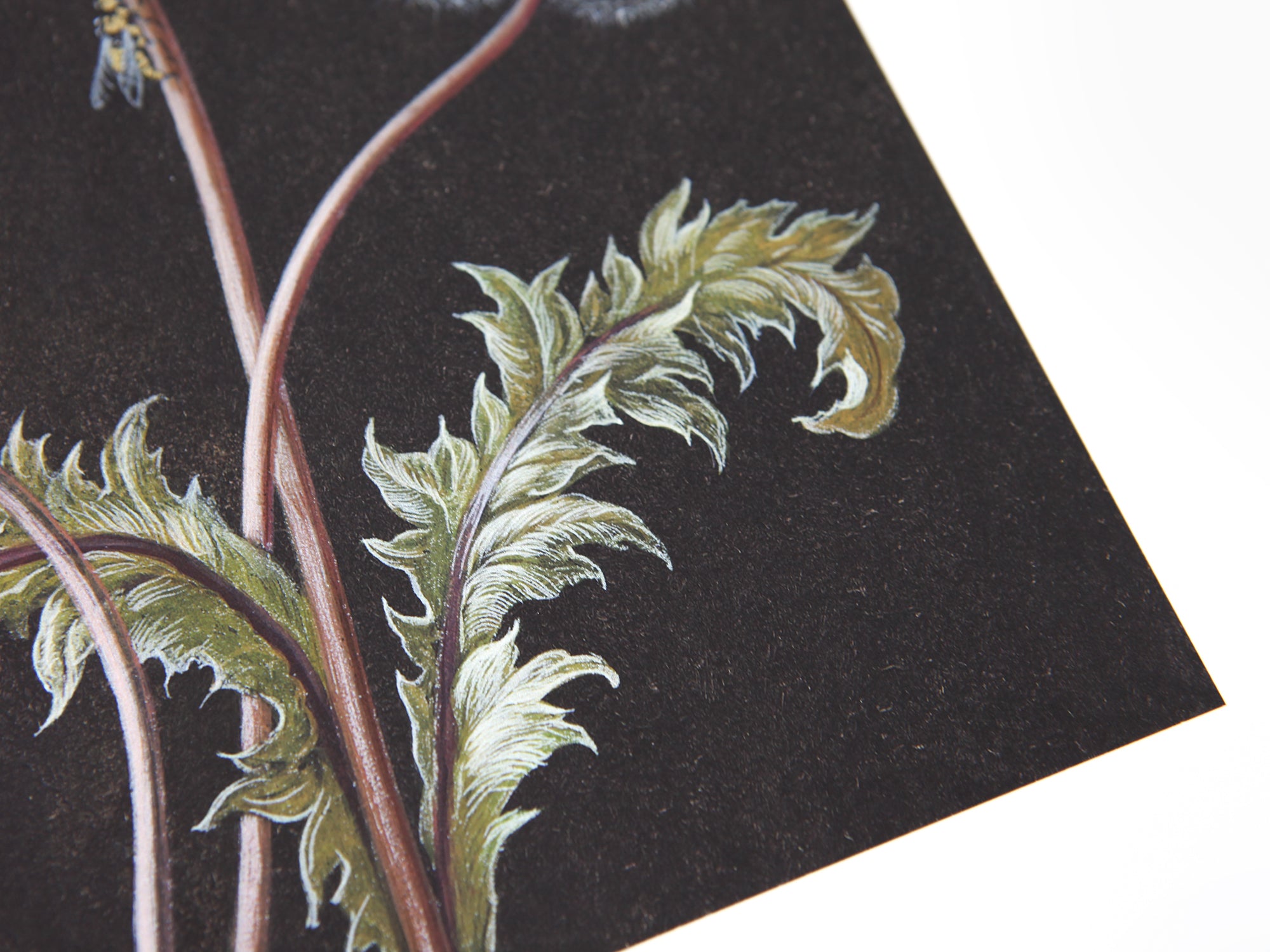 Laurent Grasso - Dandelion