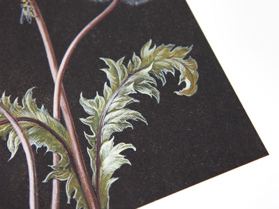 Laurent Grasso - Dandelion