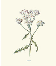 Load image into Gallery viewer, Instant Wall Art: Beautiful Botanical Prints
