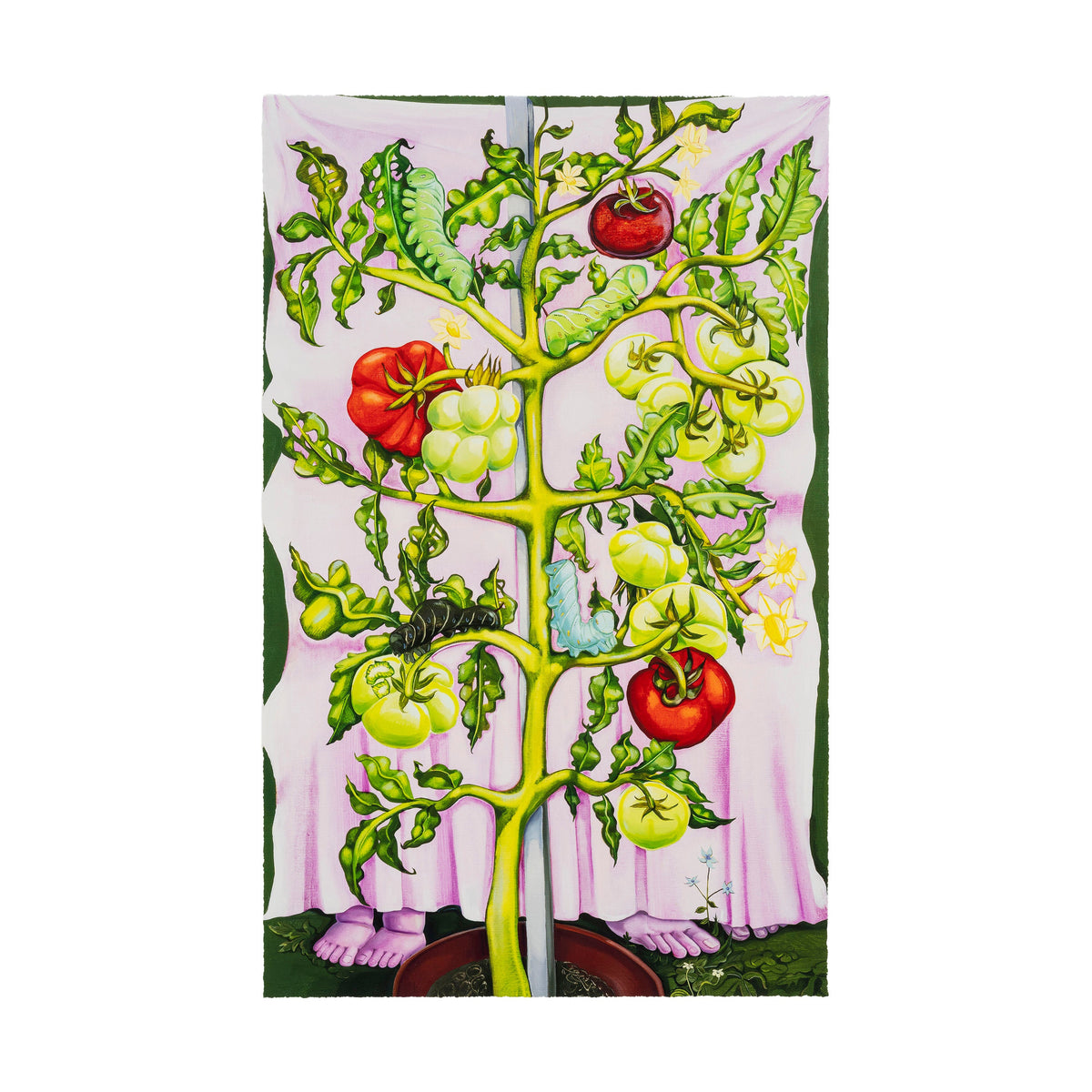 Nikki Maloof - Tomato Plant