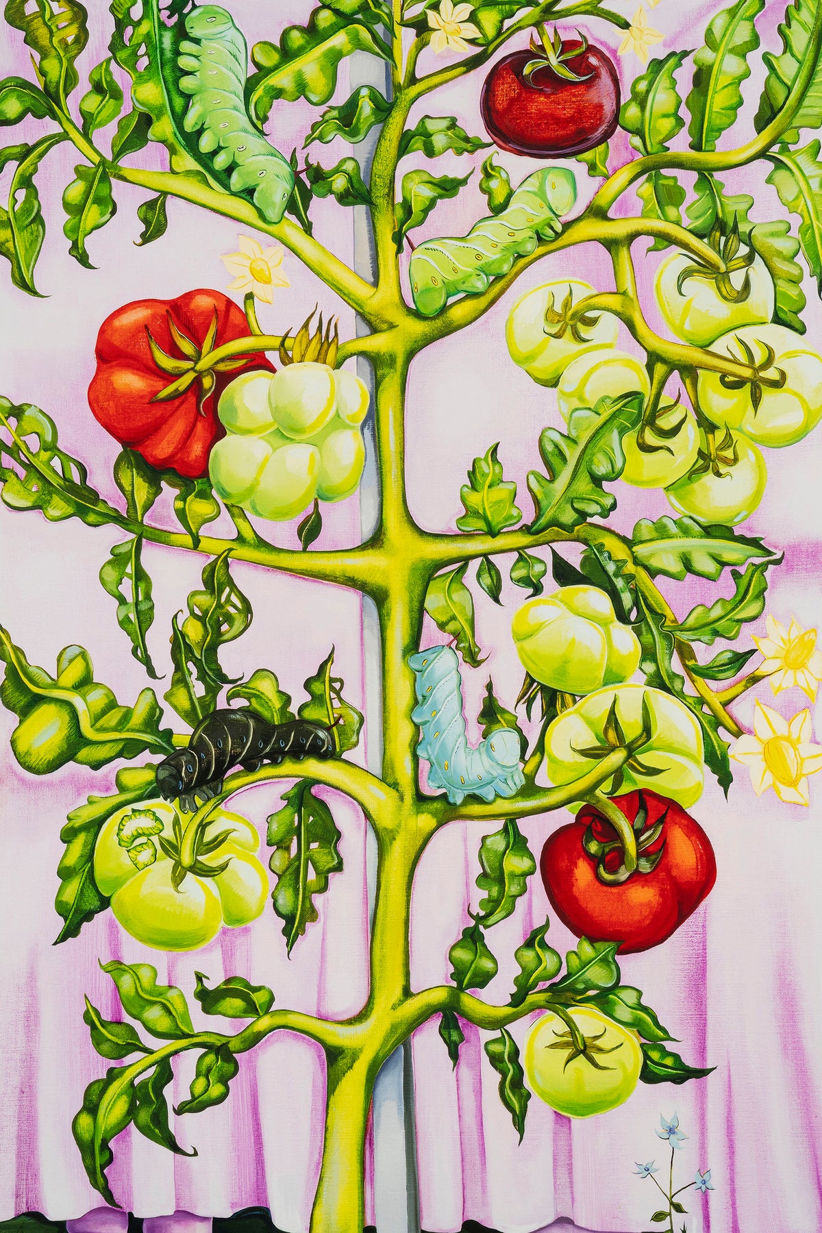 Nikki Maloof - Tomato Plant