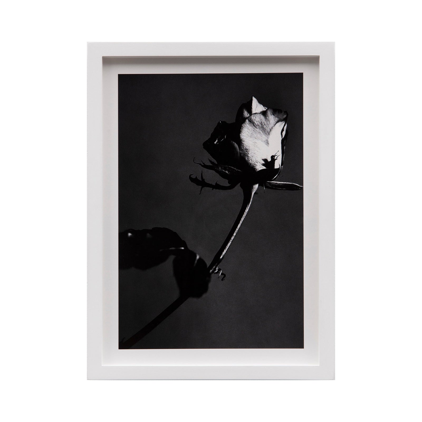 Pamela Berkovic - Untitled (Flower I) 2023