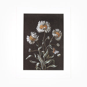 Laurent Grasso - Daisy (Available Framed)