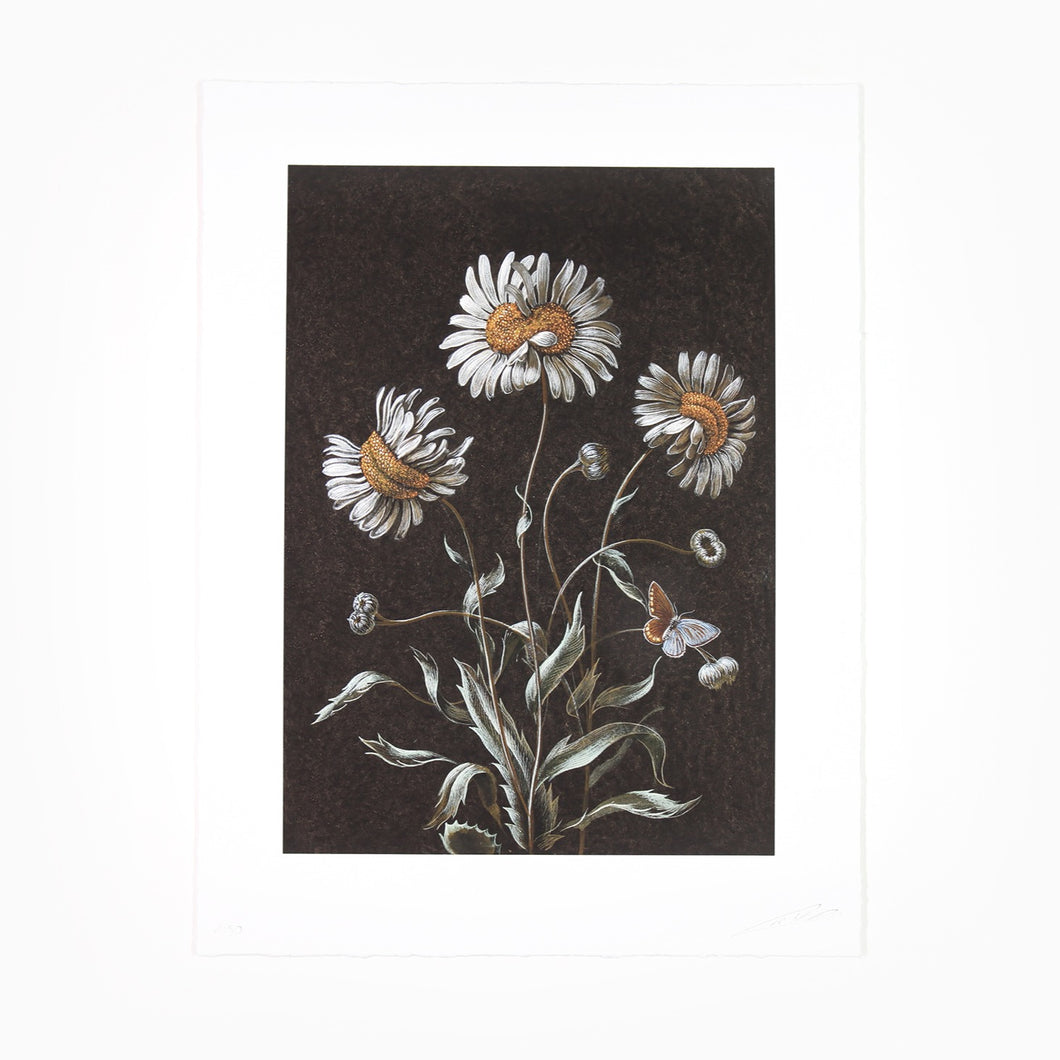 Laurent Grasso - Daisy (Available Framed)