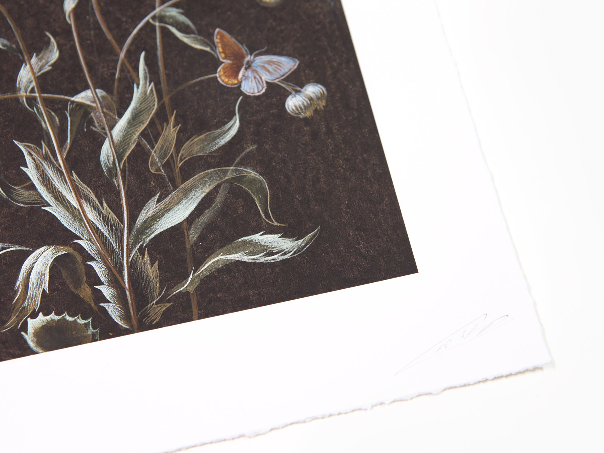 Laurent Grasso - Daisy (Available Framed)