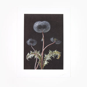 Laurent Grasso - Dandelion