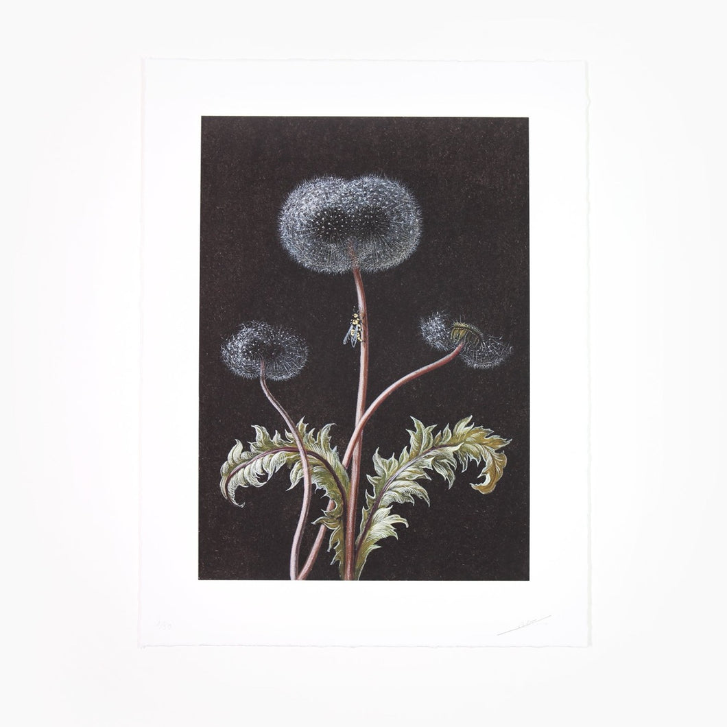 Laurent Grasso - Dandelion