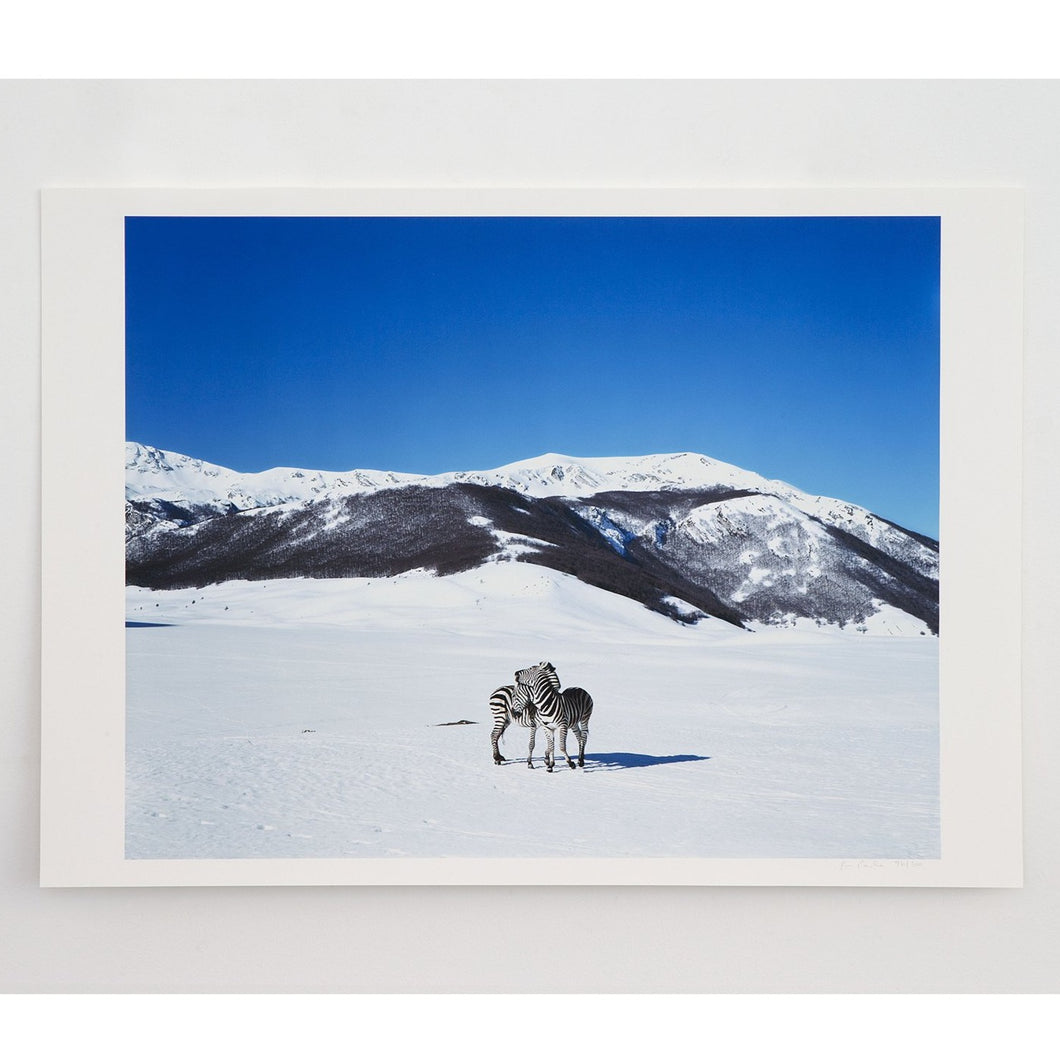Paola Pivi - Untitled (Zebras)